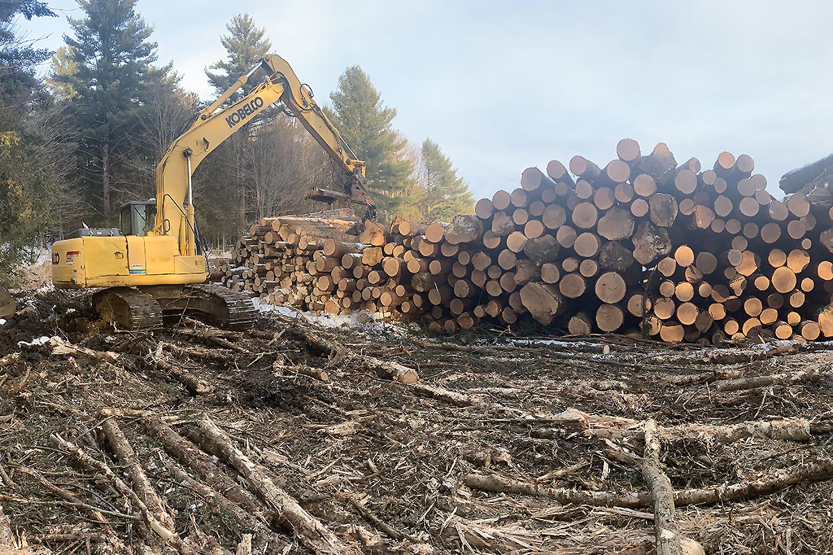 Log pile from timber sale in Newport VT